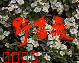 野蔷薇：暗香涌动