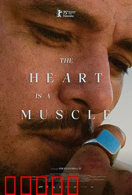 心如肌理：心脏的秘密